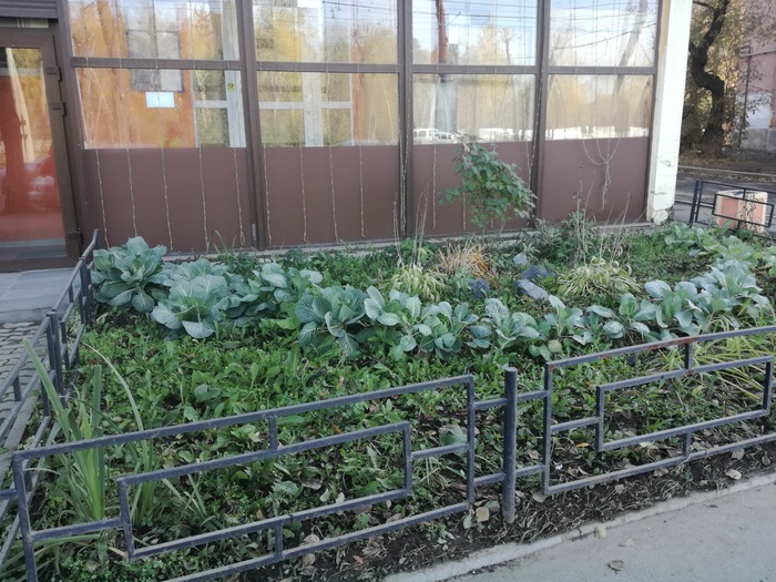 Cabbage - My, Cabbage, Front garden