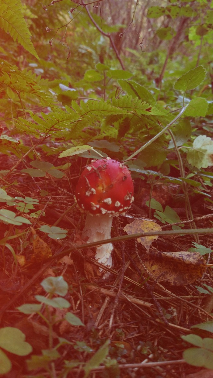 Fly agaric - My, The photo, Fly agaric, Forest, Armenia, Longpost