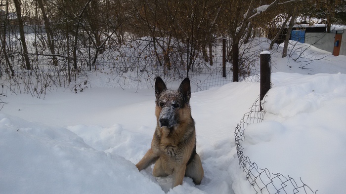 What cocaine? - German Shepherd, Cocaine, Dog, Snow