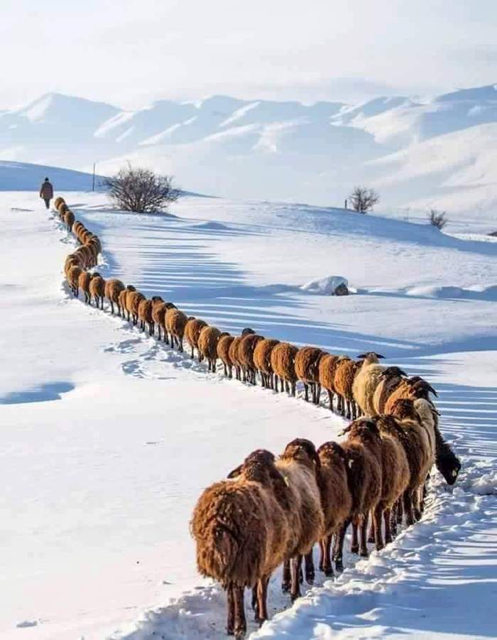 - Now I'll go to x **, and you follow me, track to track! - Snow, Path, Rams, Sheeps, The mountains
