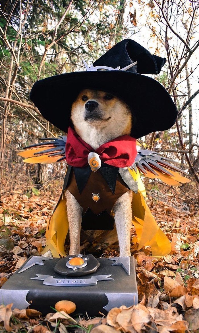 Everyone's favorite cosplay dog ??again - Witch Mercy ^_^ - Overwatch, Cosplay, Mercy, Dog, Inu, Longpost