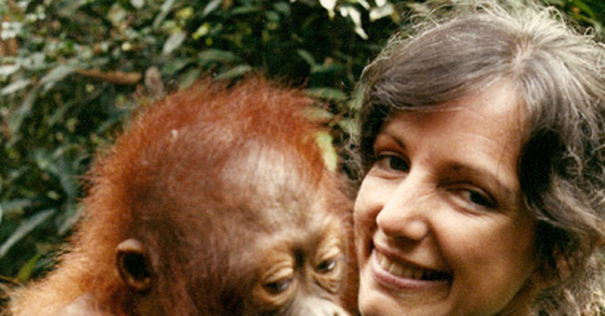 Шимпанзе девушку. Бируте Галдикас. Дайан Фосси. Джейн Гудолл и шимпанзе. Бируте Галдикас и орангутанг.