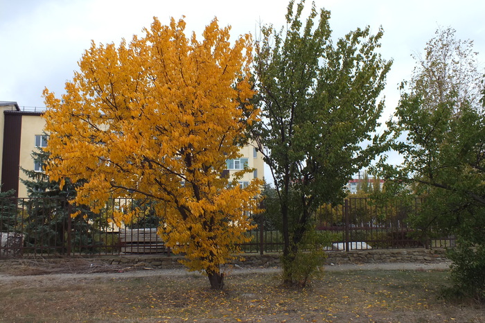 autumn color - Autumn, Color, South, Apricot, Orange, Autumn leaves