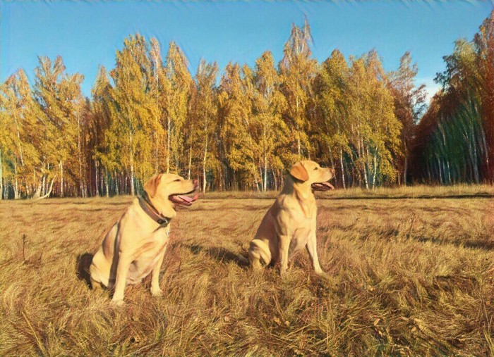 Labradors - My, Labrador, 