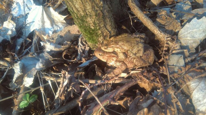 Just a frog carrying another frog on its back - Pairing, Frogs