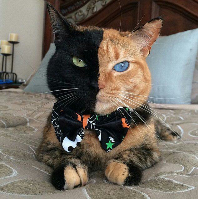 two-faced - Two-faced, cat