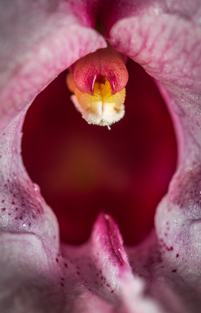 Macro hunting №134 - My, Macro, Flowers, Lichen, Tansy, Touchy, Mp-e 65 mm, Longpost, Macro photography