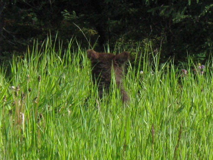 Somewhere nearby was a mother. - My, Bear, , Nature, The Bears