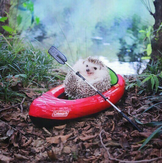 Hedgehog - traveler - Hedgehog, Travels, Animals, Longpost