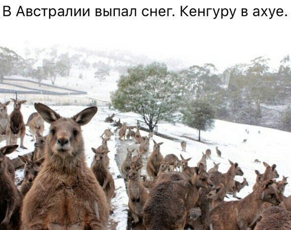 Kangaroo and snow - Kangaroo, Snow, Shock, Australia, Picture with text