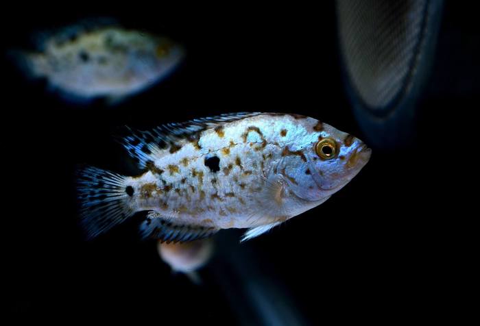 Electric Blue Jack Dempsey - Cichlids, Aquarium fish