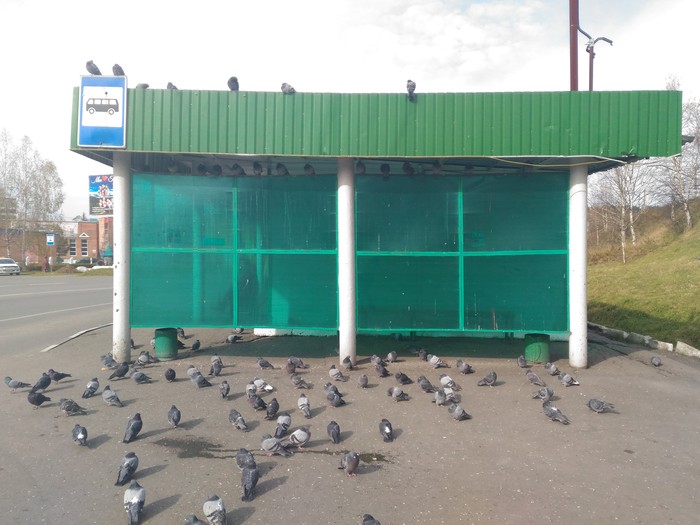 So question. Is this a bus stop or a pigeon coop? - My, Funny animals, A life, , , Tag