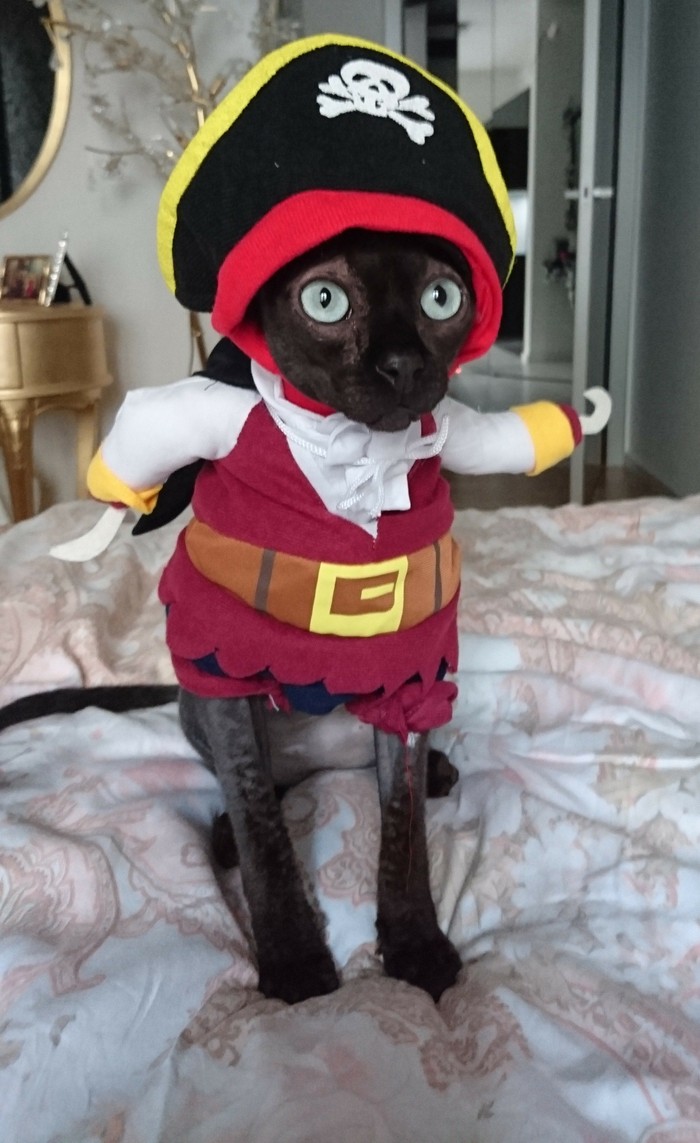 Arrrr!!! - My, cat, Pirates, Sphinx