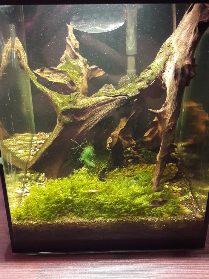 My shrimp tank - My, Aquarium, Shrimps, Mangrove, Longpost