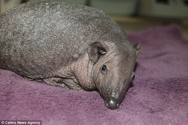 Bald hedgehog - Hedgehog, Mutation, Scotland, Animals, Video, Longpost