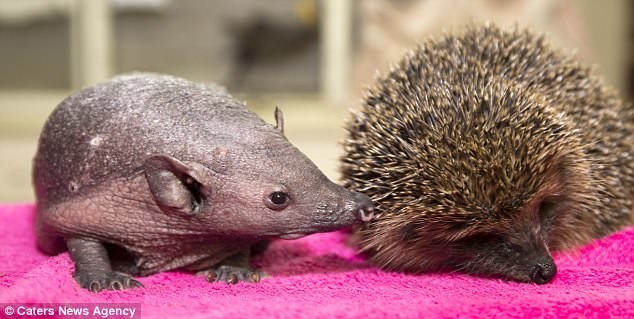 Bald hedgehog - Hedgehog, Mutation, Scotland, Animals, Video, Longpost