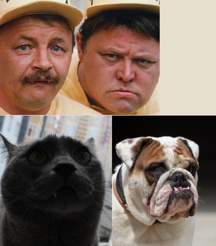 A good photo of a cat - I remembered an old movie. - Mikhail Kononov, Vyacheslav Nevinny, Dog, cat