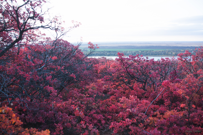 Red Forest #2 - My, My, Nature, The photo, Russia, Forest, Longpost