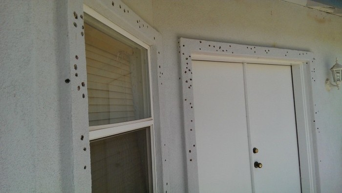 House after woodpecker attack - Woodpeckers, Acorn, House, Trypophobia, Longpost