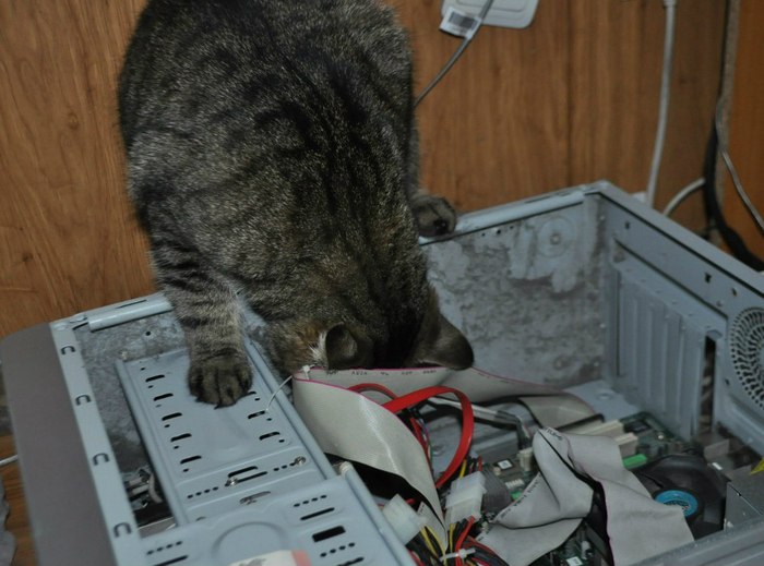 Everyday life of a sysadmin... - cat, Sysadmin, Work, The photo, Computer, System unit, Repair of equipment