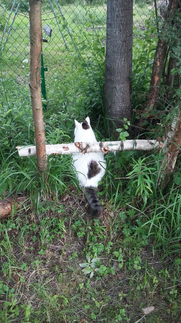 Checkpoint at the cottage... - Checkpoint, Control, Carefully, Watchman, cat, Dacha, Barrier, The street