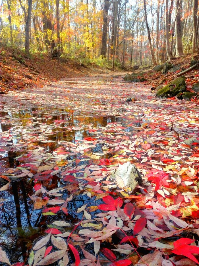 Yesterday in Primorsky Krai - Shkotovsky District, Shkotovo, Autumn, Primorsky Krai, Forest