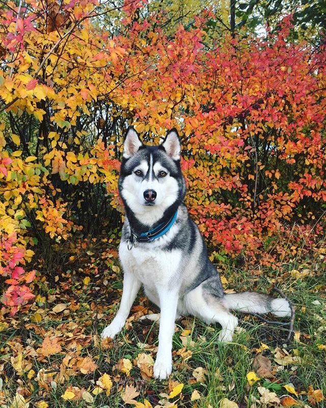 She persuaded me to look at me brazenly crushing her cookie :) - My, Husky, Dog, Photo on sneaker