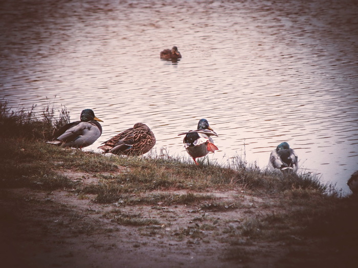 Ducks have paws too - My, Duck, Lake, 
