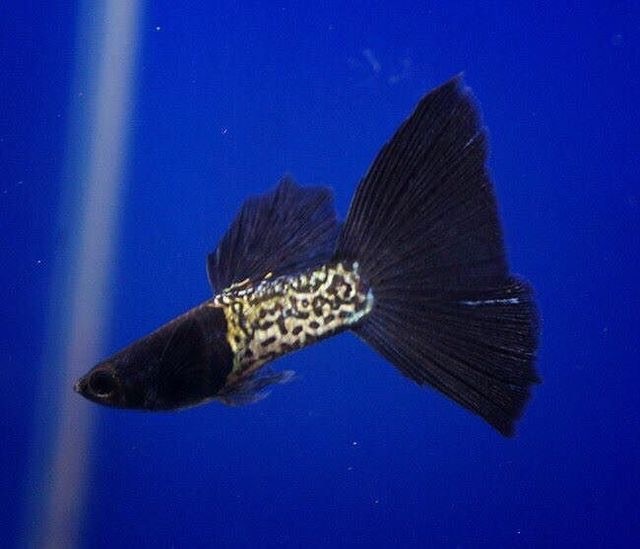 Занятная ч/б гуппяха