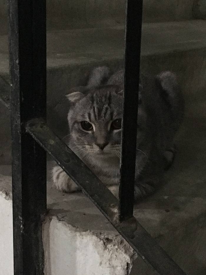 FOUND CAT! Volgograd, Spartanovka, N. Otrady St., 4 - My, Volgograd, Spartanovka, cat, Found a cat, Longpost