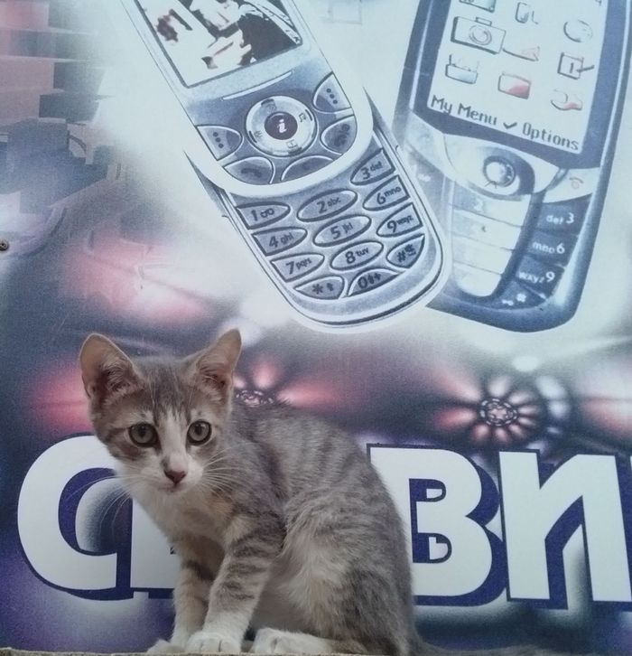 Call me - cat, The photo, Telephone, My, Animals