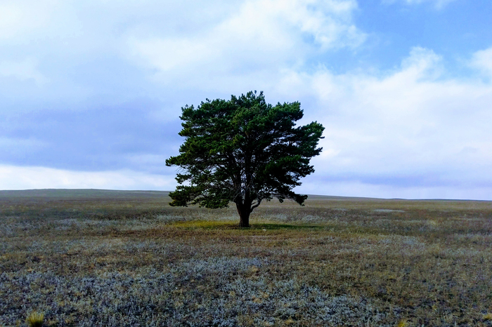 It remains to find stronger bitches - My, beauty of nature, Tree