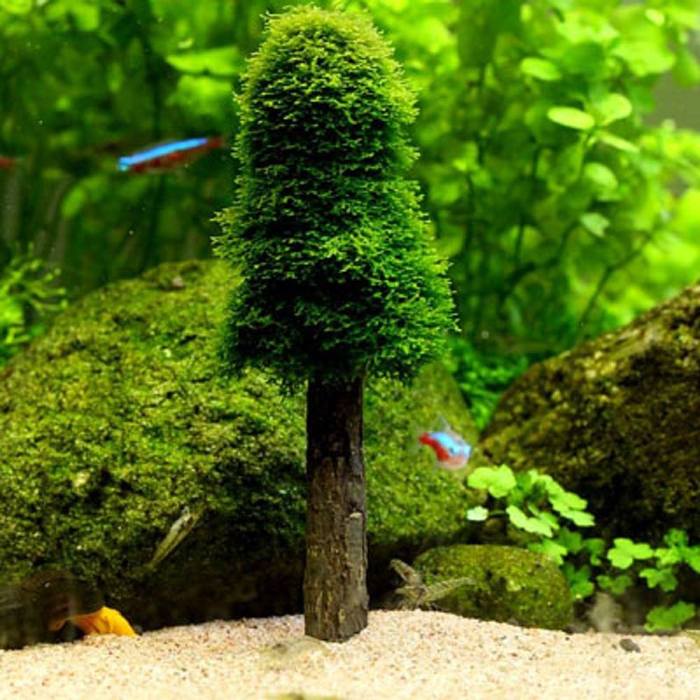 How to make a tree or moss ball in an aquarium? - Aquascape, , Aquarium plants, Longpost