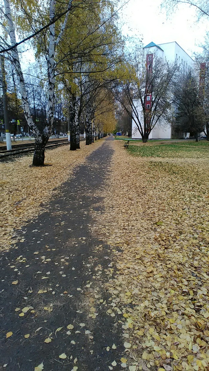 Autumn in the city - My, Autumn, Autumn leaves