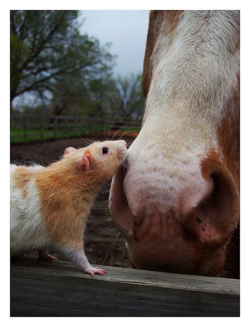 Good morning. - Horses, Rat