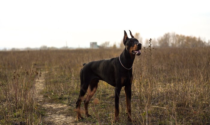 Walk - My, Dog, The photo, Canon 1100d, Helios44-2, Doberman, Helios44-2