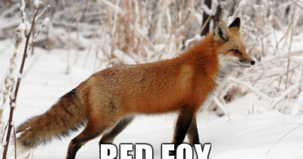 Redfox fox. Ред Фокс (Red Fox). Красная лиса. Американская лисица. Fox facts.