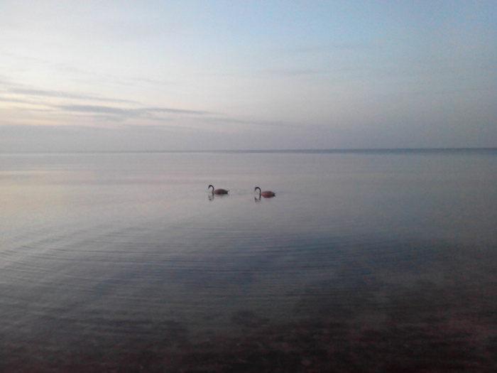 Calm on the Baltic Sea. Waves so small look like sound - My, Baltic Sea, Calm