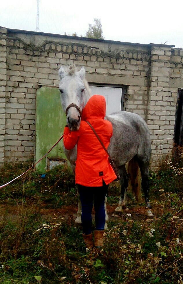 Two of the three horses stolen in Yelets have been found! The search for the stallion continues! - My, Horses, Search, Theft, Thief, Help, Animals, Theft, Video, Longpost