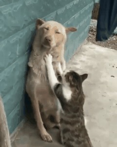 ϸ,   ,  