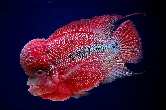 Flowerhorn - Cichlids, Aquarium fish