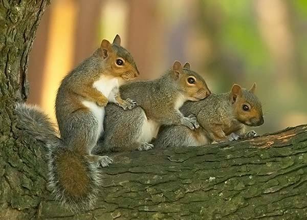 Squirrels - , 