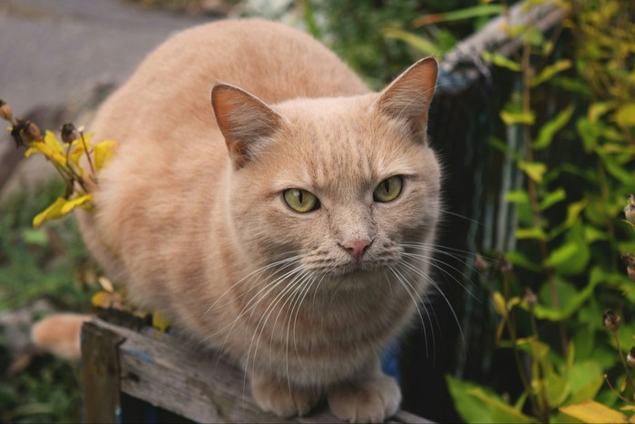 warm cat - My, Autumn, cat, Heat, Longpost