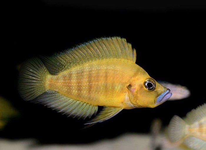 Gubastenky such Altolamprologus - Cichlids, Aquarium fish