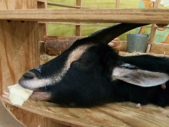 Goat - Goat, Animals, Zoo, Nature, Forest Embassy, Longpost