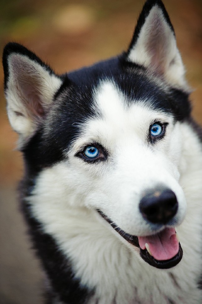 blue eyed dog - My, Nikon, 