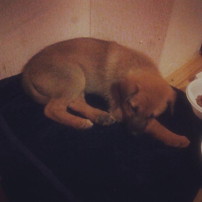 Found a puppy in Simferopol! - My, , Found a dog, Simferopol, In good hands, Lost, Help me find, Dog, Help