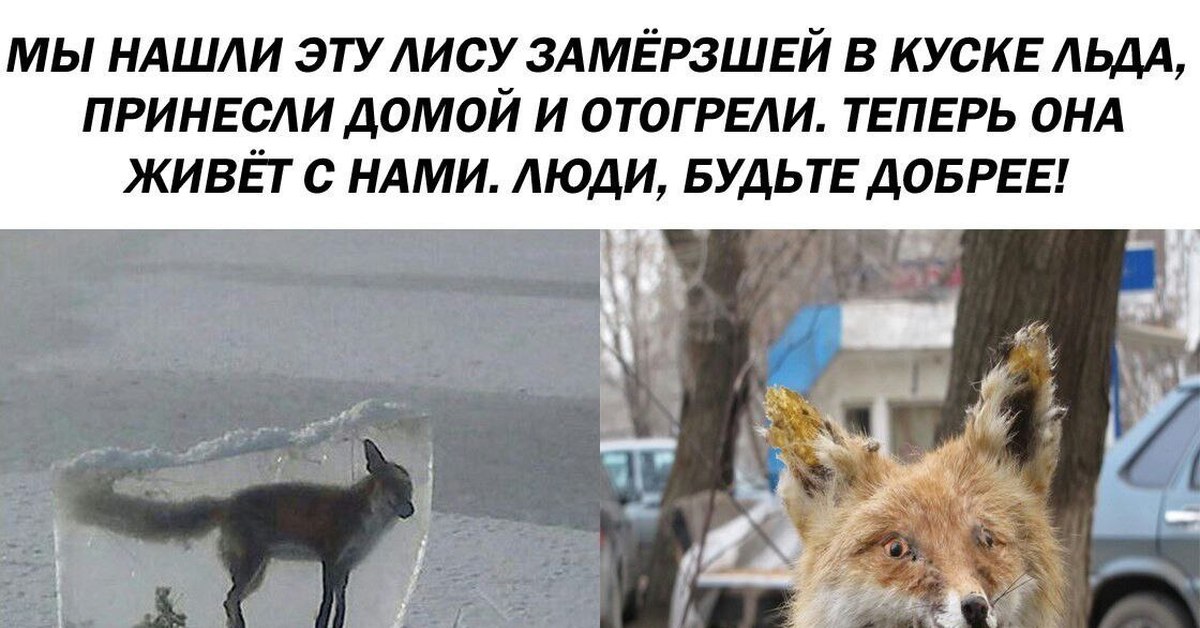 Этот город возник благодаря лисице