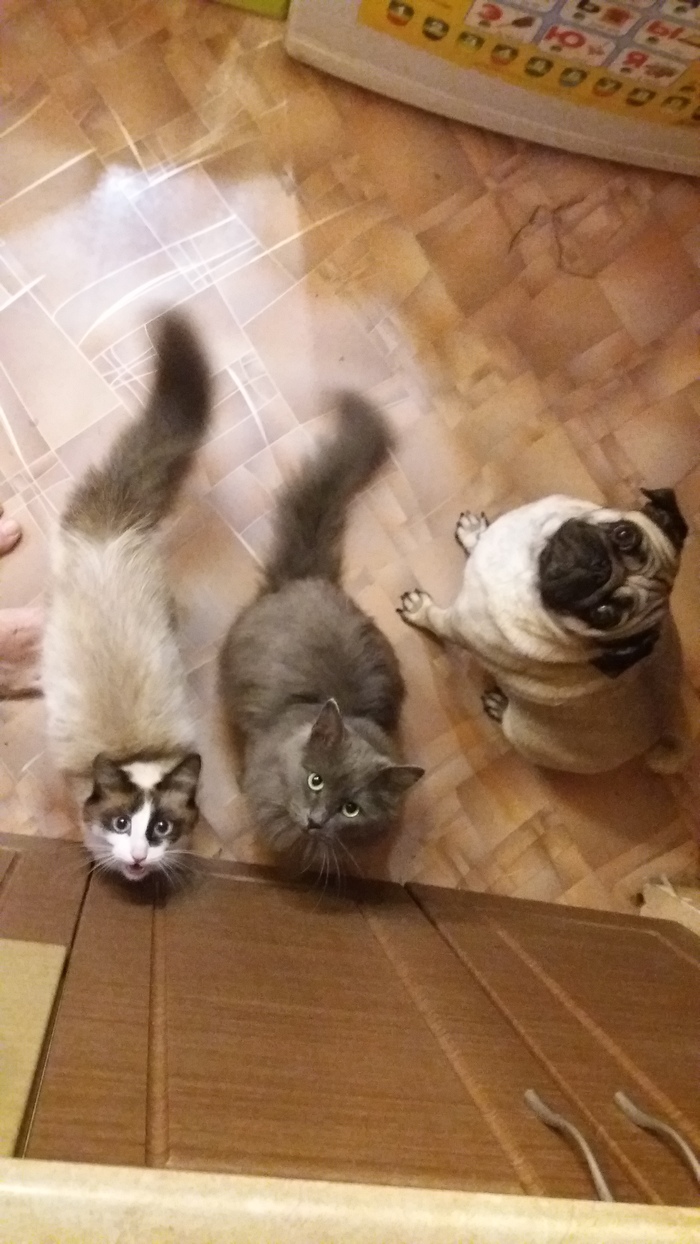 morning beasts - My, Dog, cat, Pug