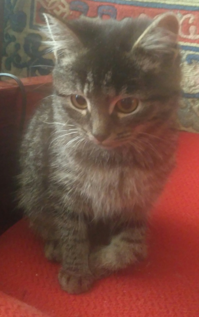 Vasily is looking for owners - My, cat, In good hands, Help, Minsk, Longpost, Helping animals